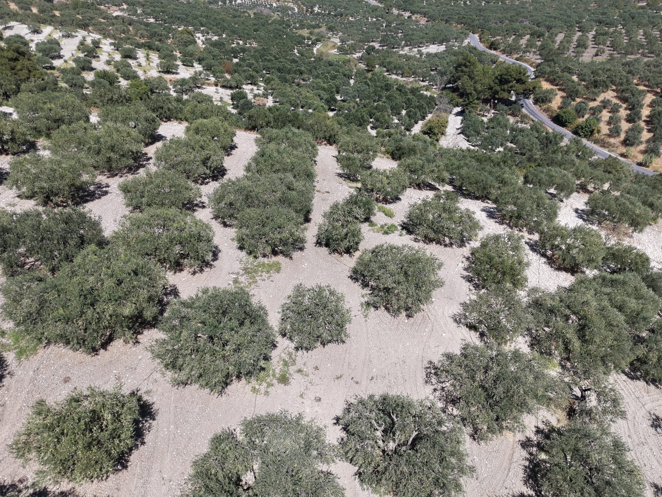 ZEYTİNLİOVADA 47.800 M² ASFALT YOLA SIFIR, 750 AĞAÇLI ZEYTİNLİK 22
