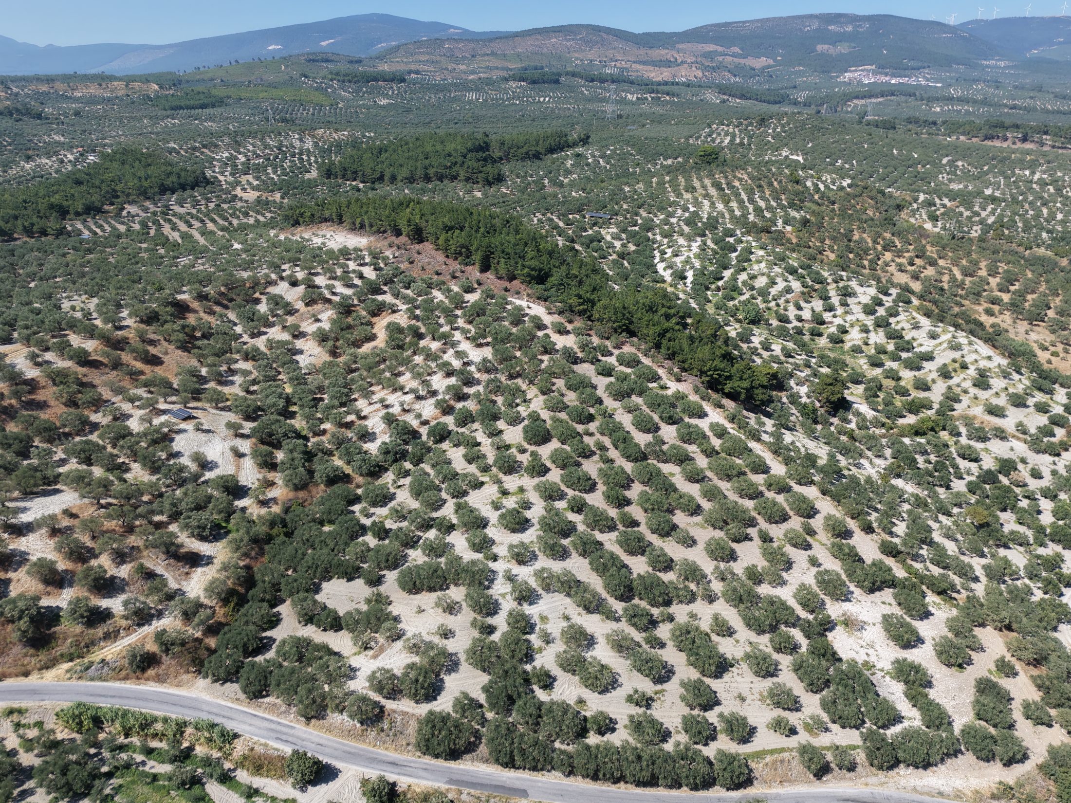 ZEYTİNLİOVADA 47.800 M² ASFALT YOLA SIFIR, 750 AĞAÇLI ZEYTİNLİK 11