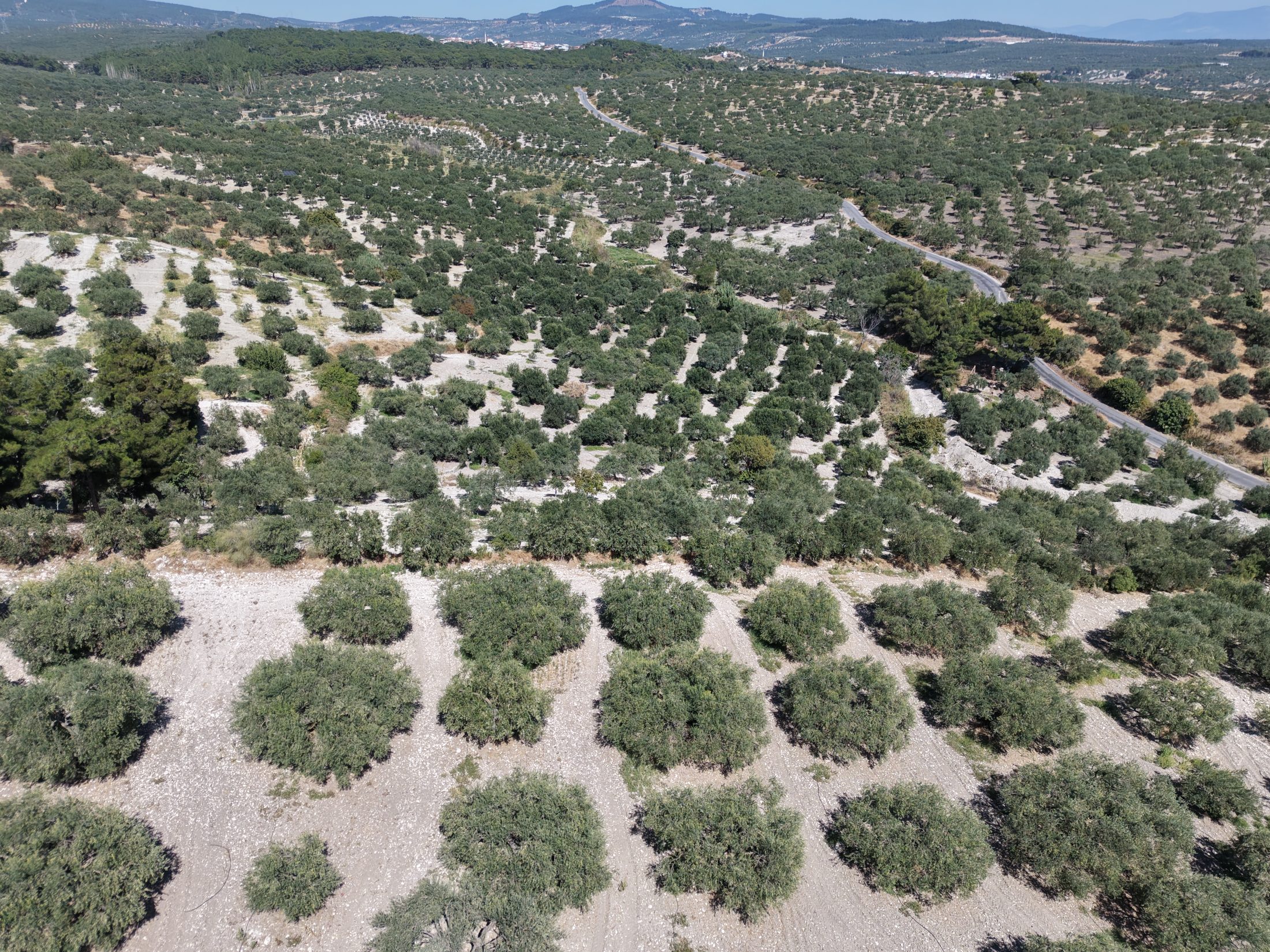 ZEYTİNLİOVADA 47.800 M² ASFALT YOLA SIFIR, 750 AĞAÇLI ZEYTİNLİK 26
