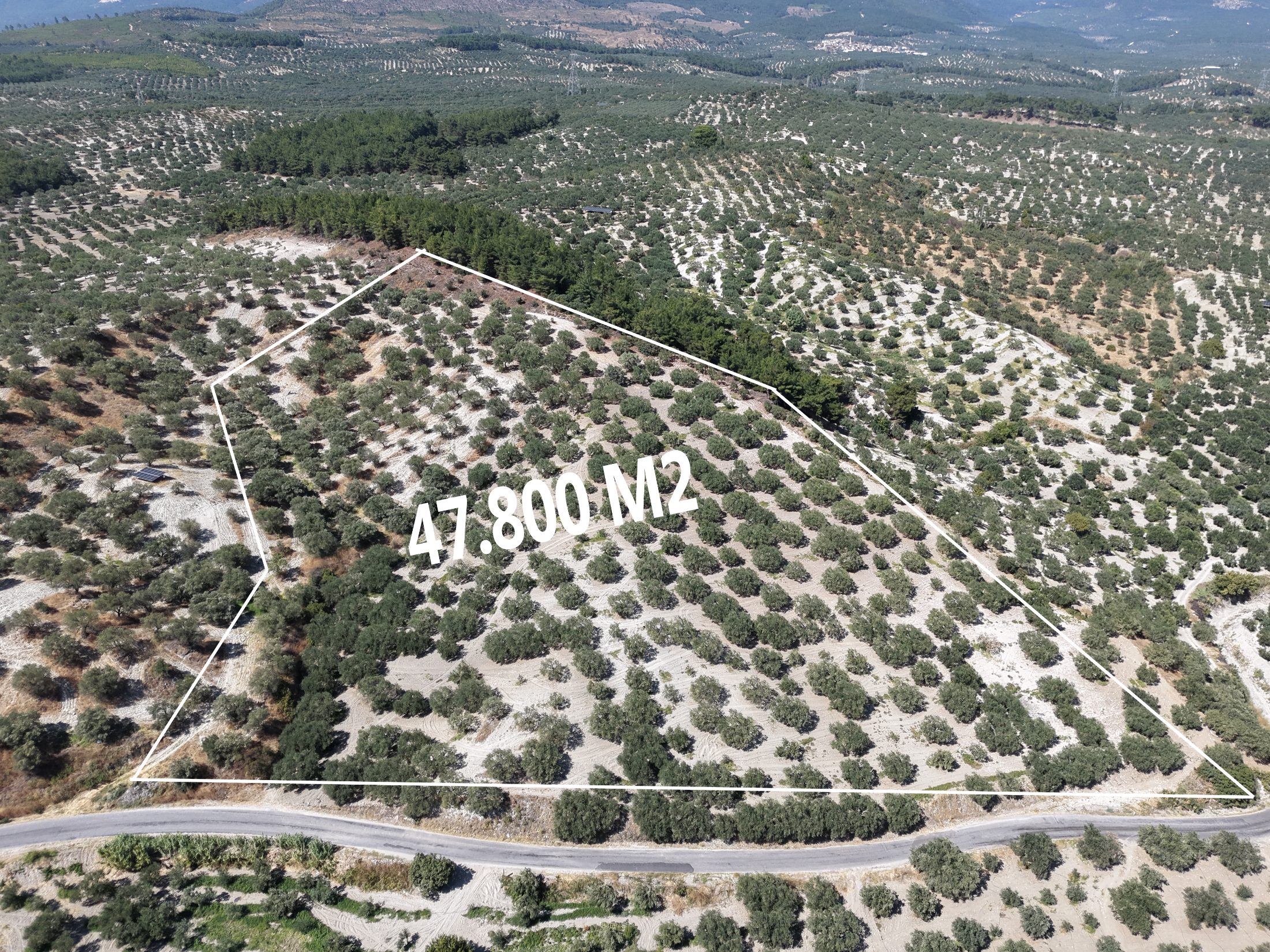 ZEYTİNLİOVADA 47.800 M² ASFALT YOLA SIFIR, 750 AĞAÇLI ZEYTİNLİK 2