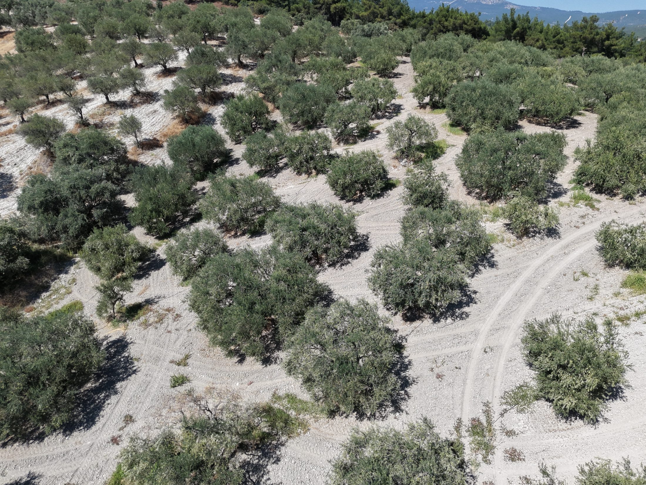 ZEYTİNLİOVADA 47.800 M² ASFALT YOLA SIFIR, 750 AĞAÇLI ZEYTİNLİK 17