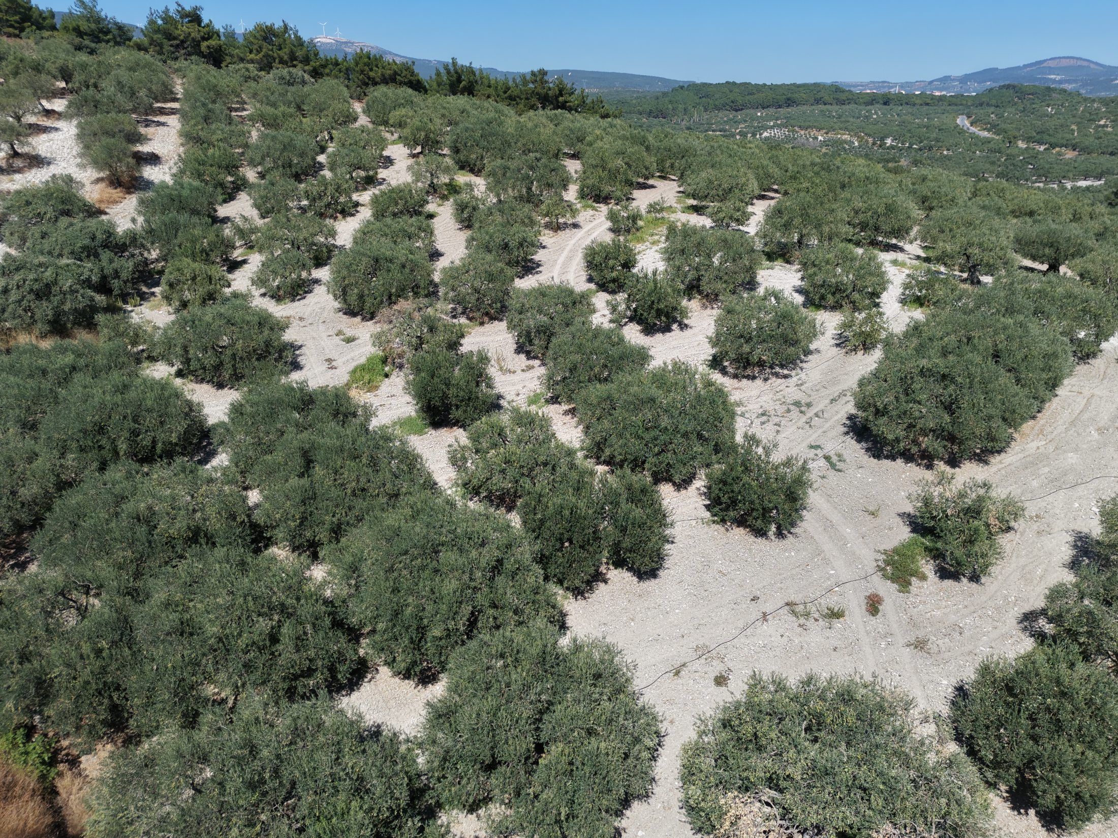 ZEYTİNLİOVADA 47.800 M² ASFALT YOLA SIFIR, 750 AĞAÇLI ZEYTİNLİK 12