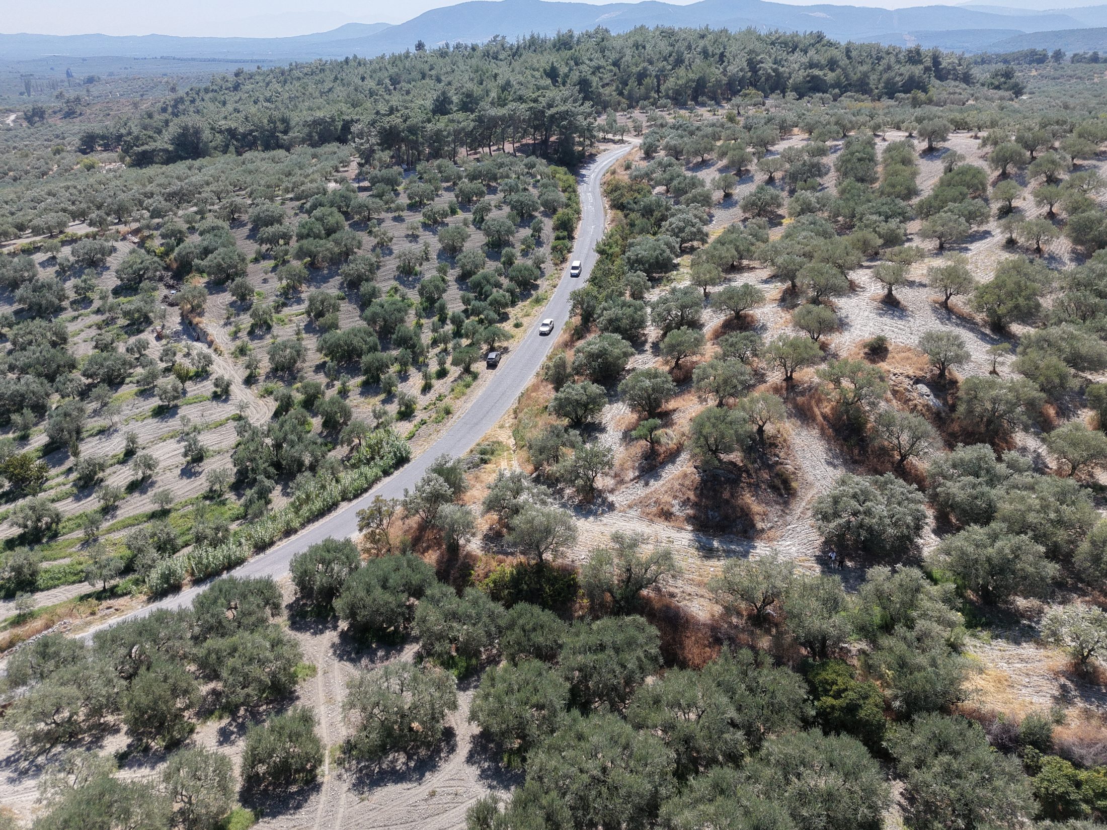 ZEYTİNLİOVADA 47.800 M² ASFALT YOLA SIFIR, 750 AĞAÇLI ZEYTİNLİK 27