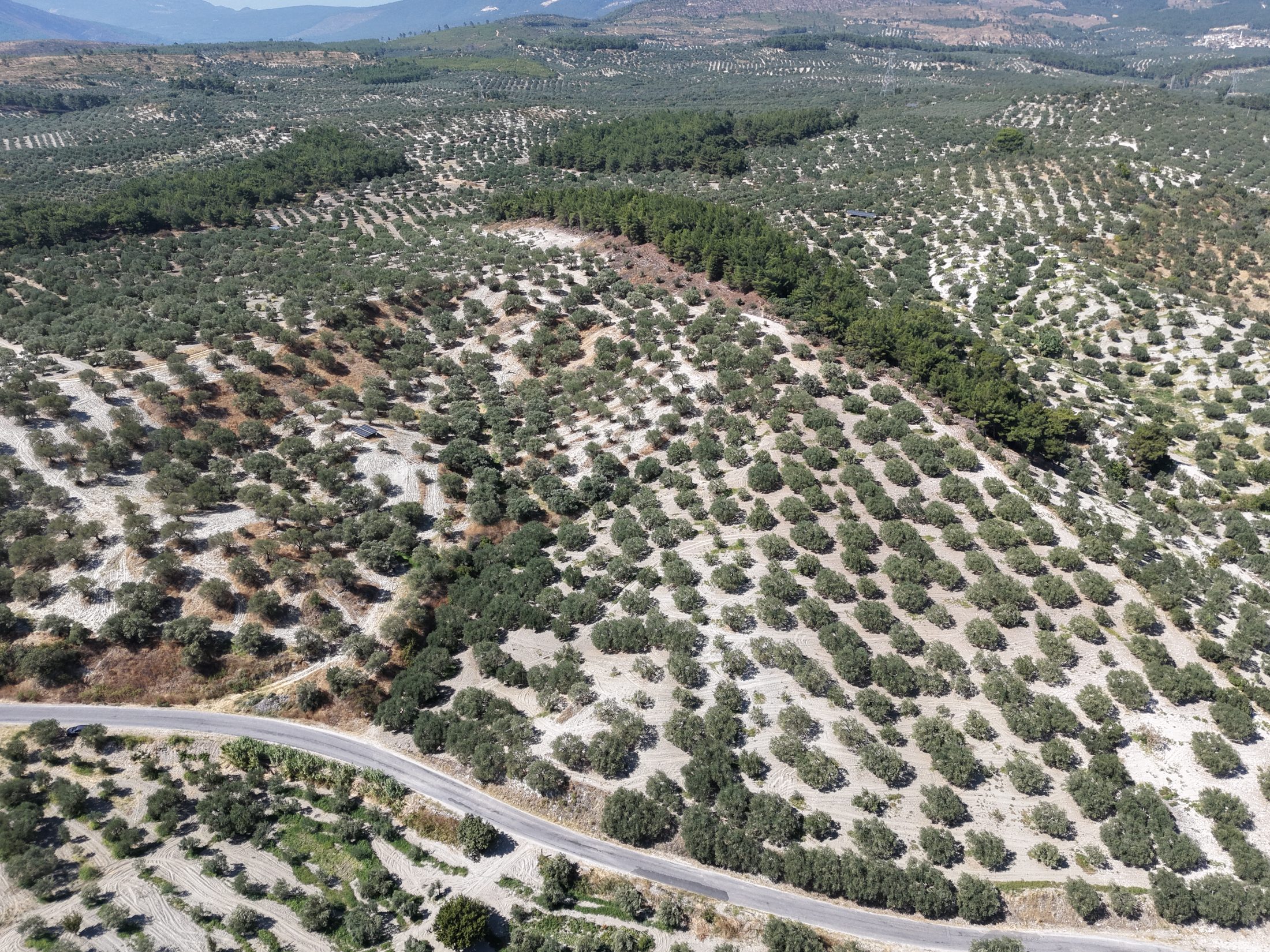 ZEYTİNLİOVADA 47.800 M² ASFALT YOLA SIFIR, 750 AĞAÇLI ZEYTİNLİK 10