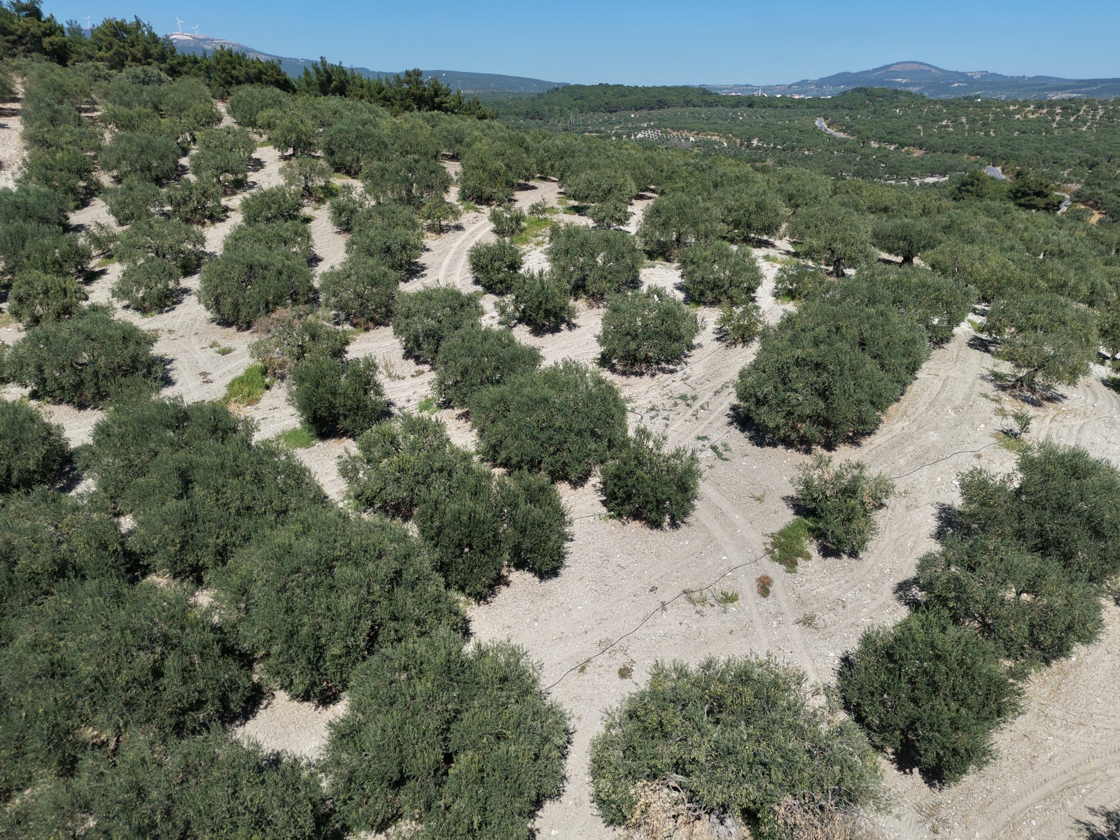 ZEYTİNLİOVADA 47.800 M² ASFALT YOLA SIFIR, 750 AĞAÇLI ZEYTİNLİK 13