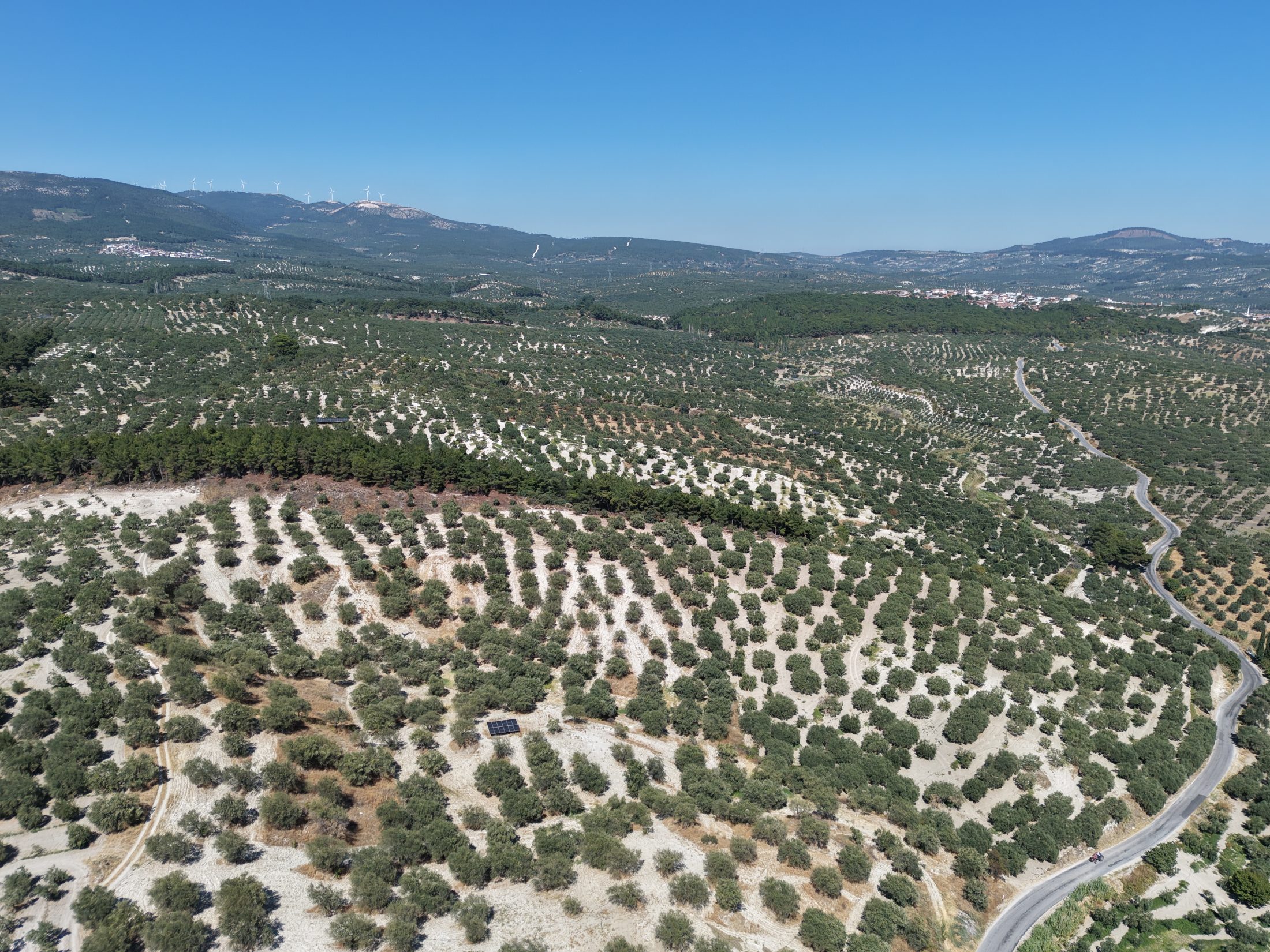 ZEYTİNLİOVADA 47.800 M² ASFALT YOLA SIFIR, 750 AĞAÇLI ZEYTİNLİK 4