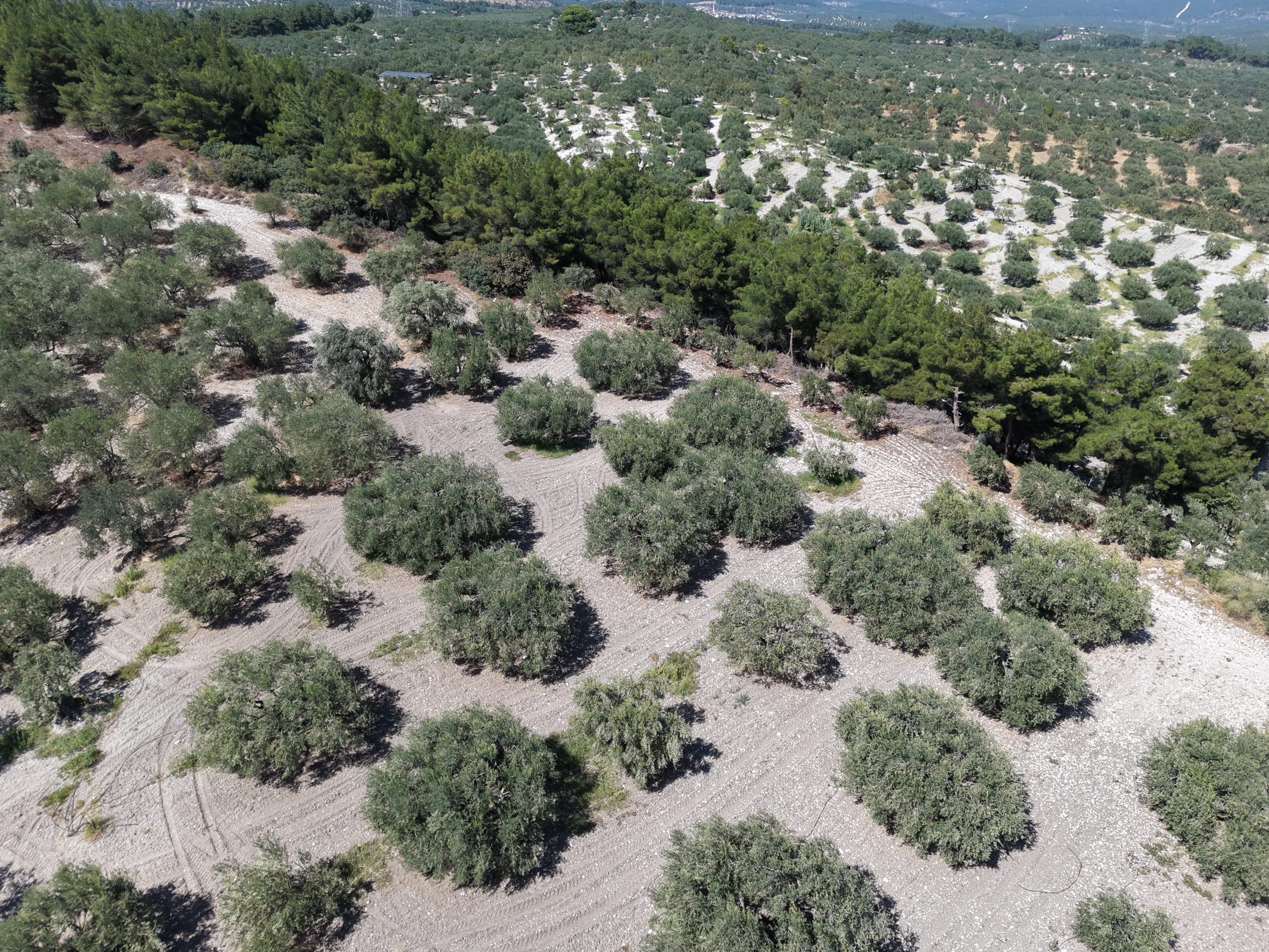 ZEYTİNLİOVADA 47.800 M² ASFALT YOLA SIFIR, 750 AĞAÇLI ZEYTİNLİK 25