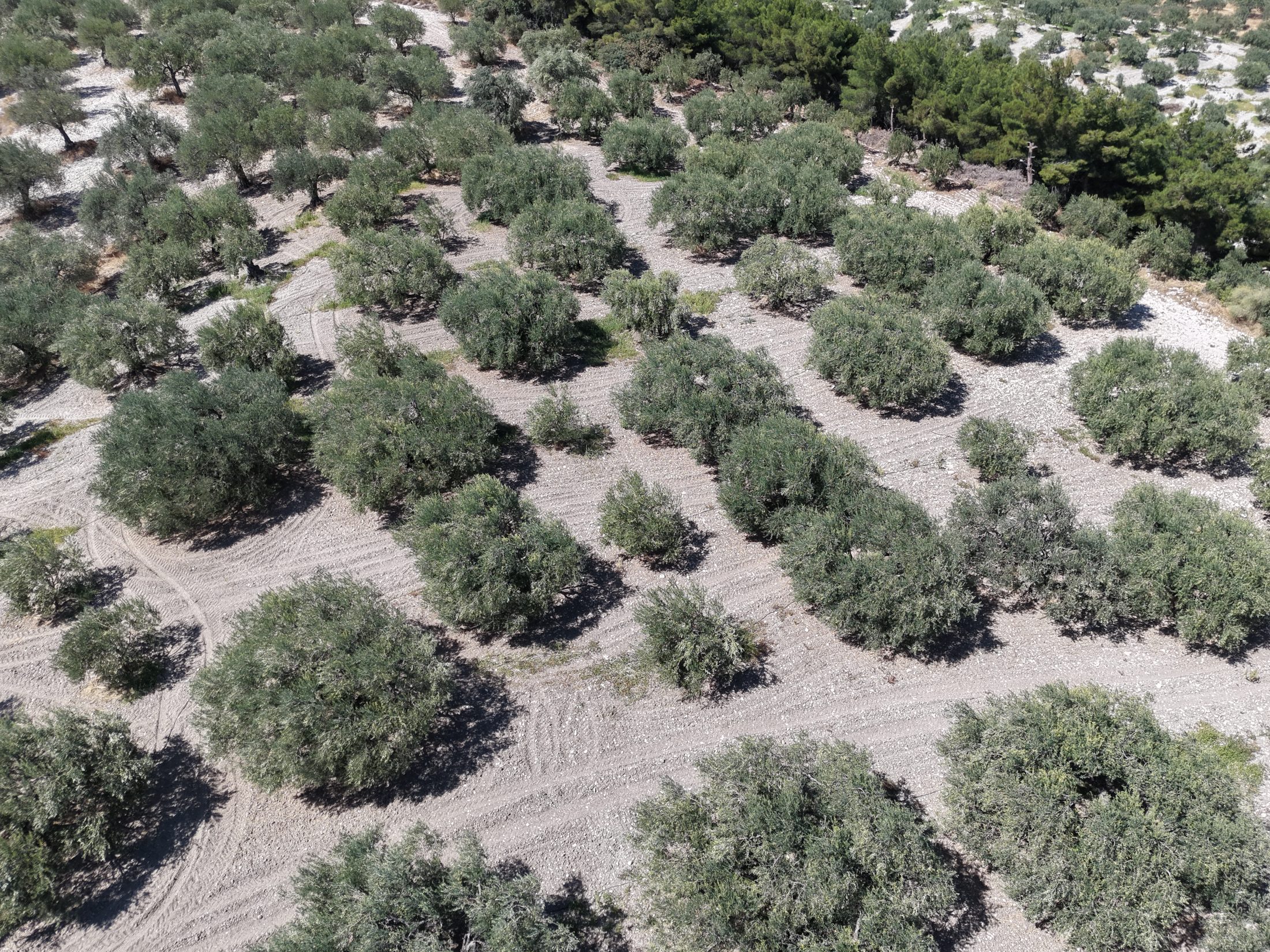 ZEYTİNLİOVADA 47.800 M² ASFALT YOLA SIFIR, 750 AĞAÇLI ZEYTİNLİK 23