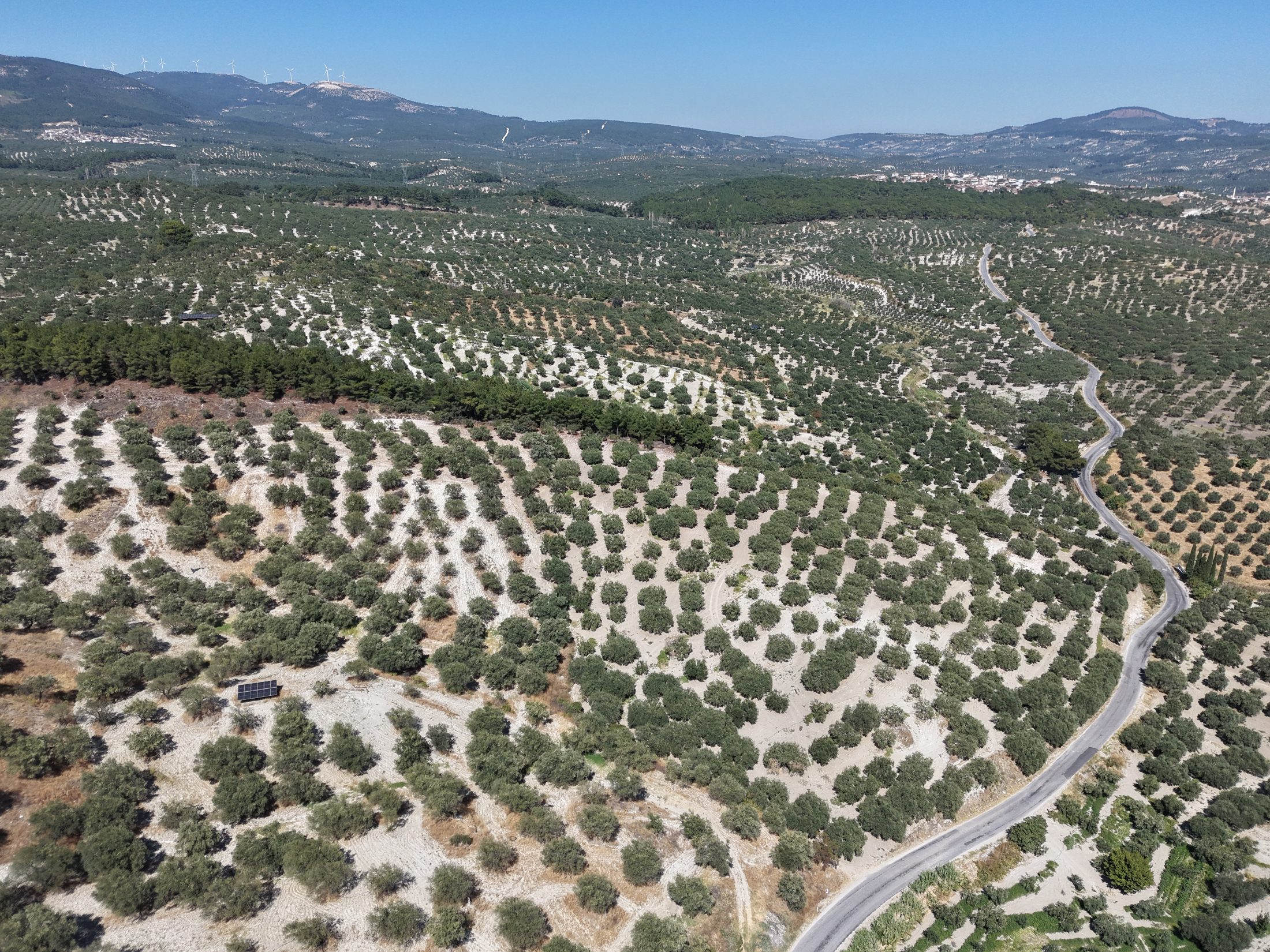 ZEYTİNLİOVADA 47.800 M² ASFALT YOLA SIFIR, 750 AĞAÇLI ZEYTİNLİK 7