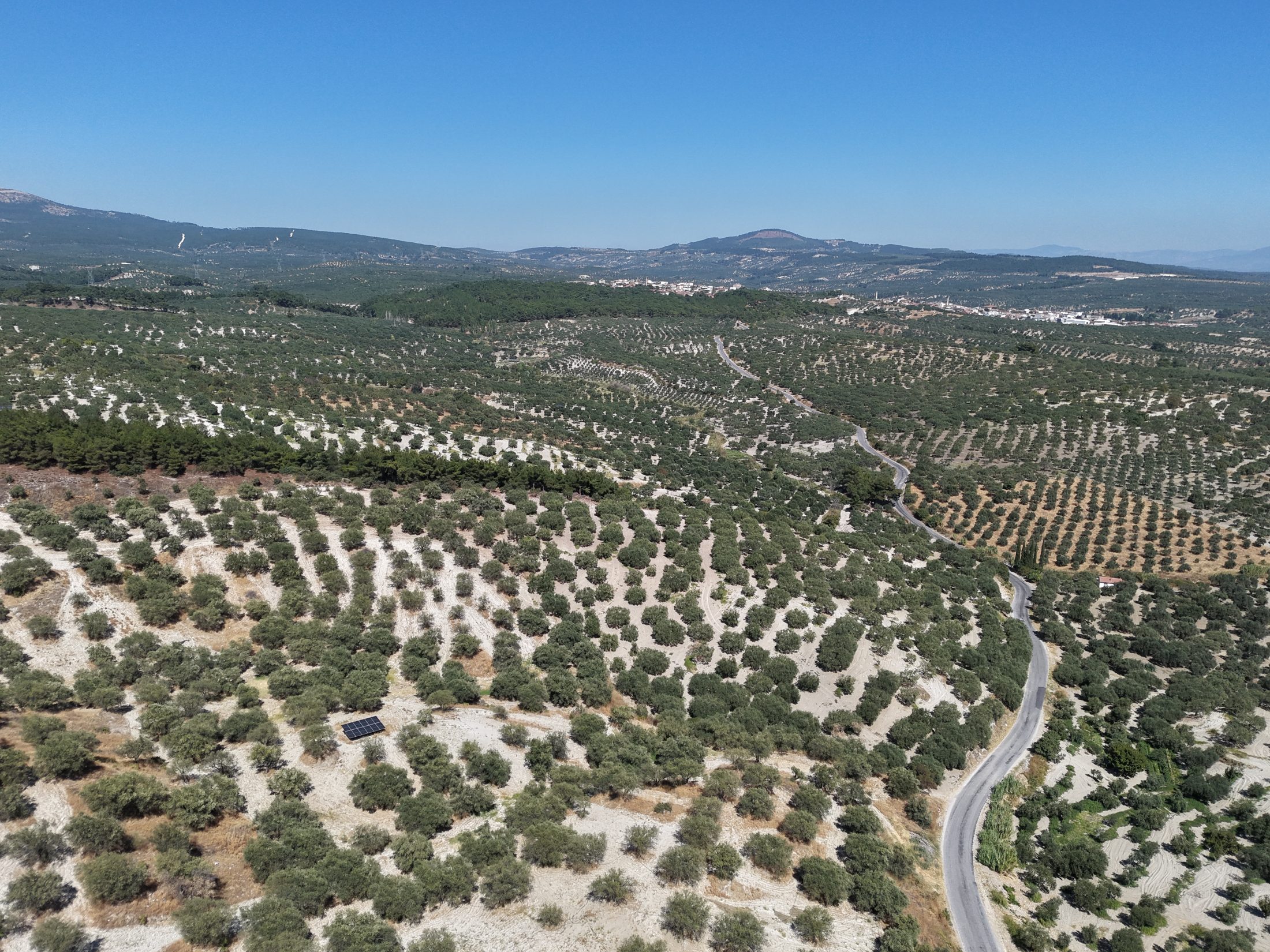 ZEYTİNLİOVADA 47.800 M² ASFALT YOLA SIFIR, 750 AĞAÇLI ZEYTİNLİK 3
