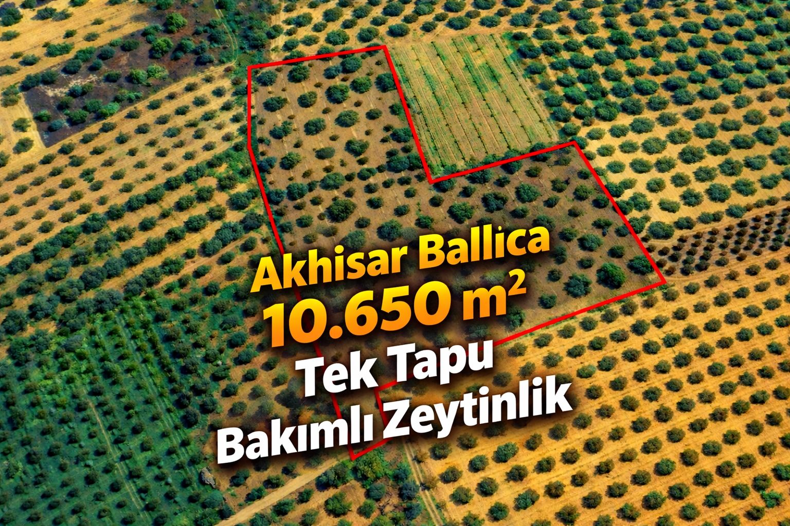 BALLICA'DA KAÇIRILMAYACAK FIRSAT 10.650 M² TEK TAPU ZEYTİNLİK 6