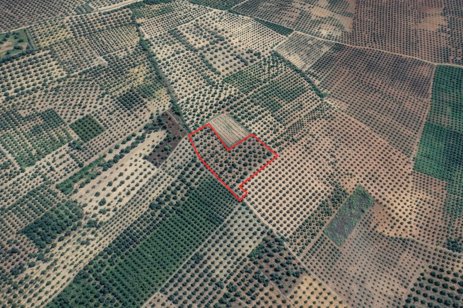 BALLICA'DA KAÇIRILMAYACAK FIRSAT 10.650 M² TEK TAPU ZEYTİNLİK 2