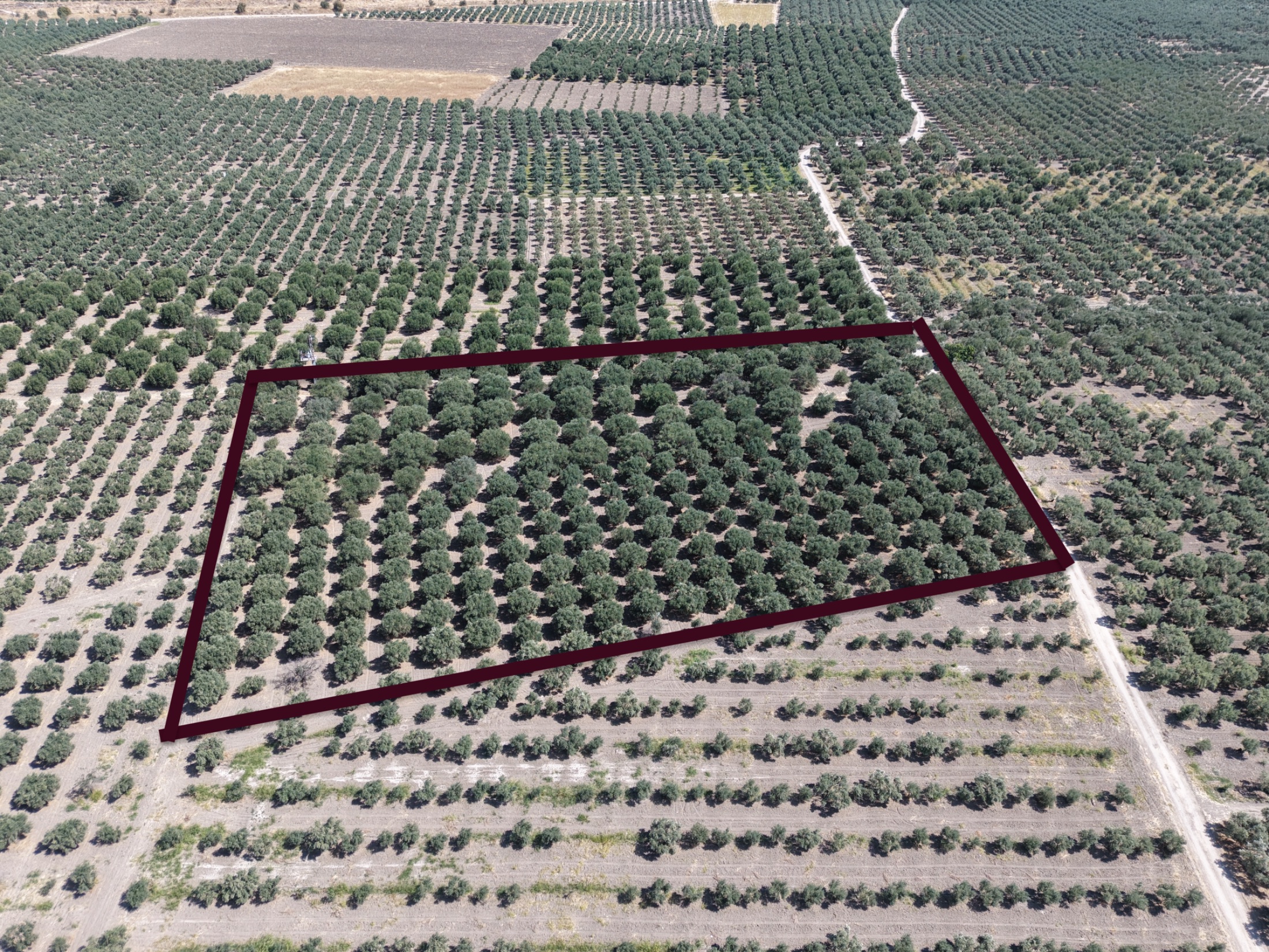 MECİDİYEDE BAKIMLI VE TAM VERİMDE 11850 M2 TEK TAPU ZEYTİNLİK