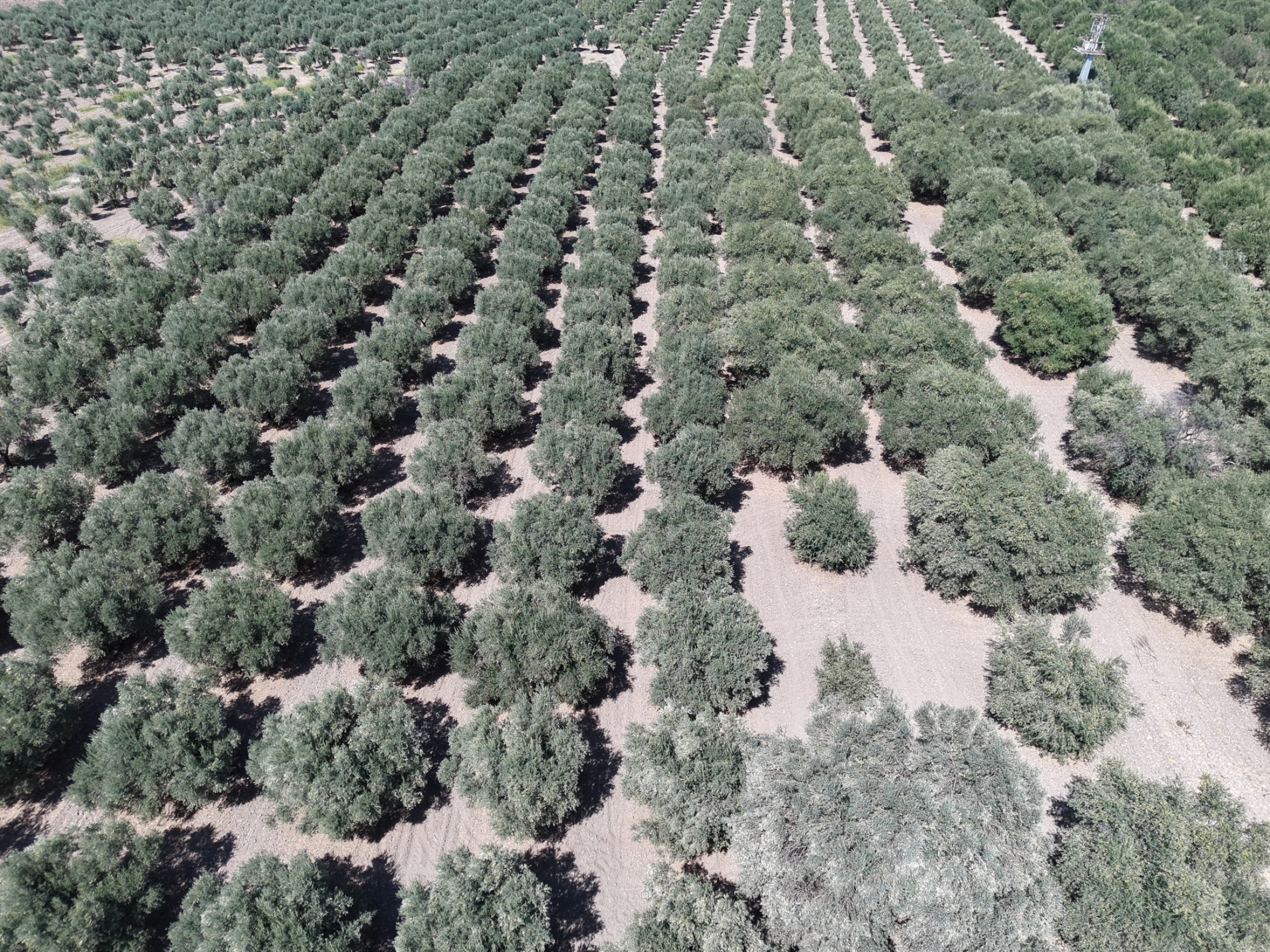 MECİDİYEDE BAKIMLI VE TAM VERİMDE 11850 M2 TEK TAPU ZEYTİNLİK 12