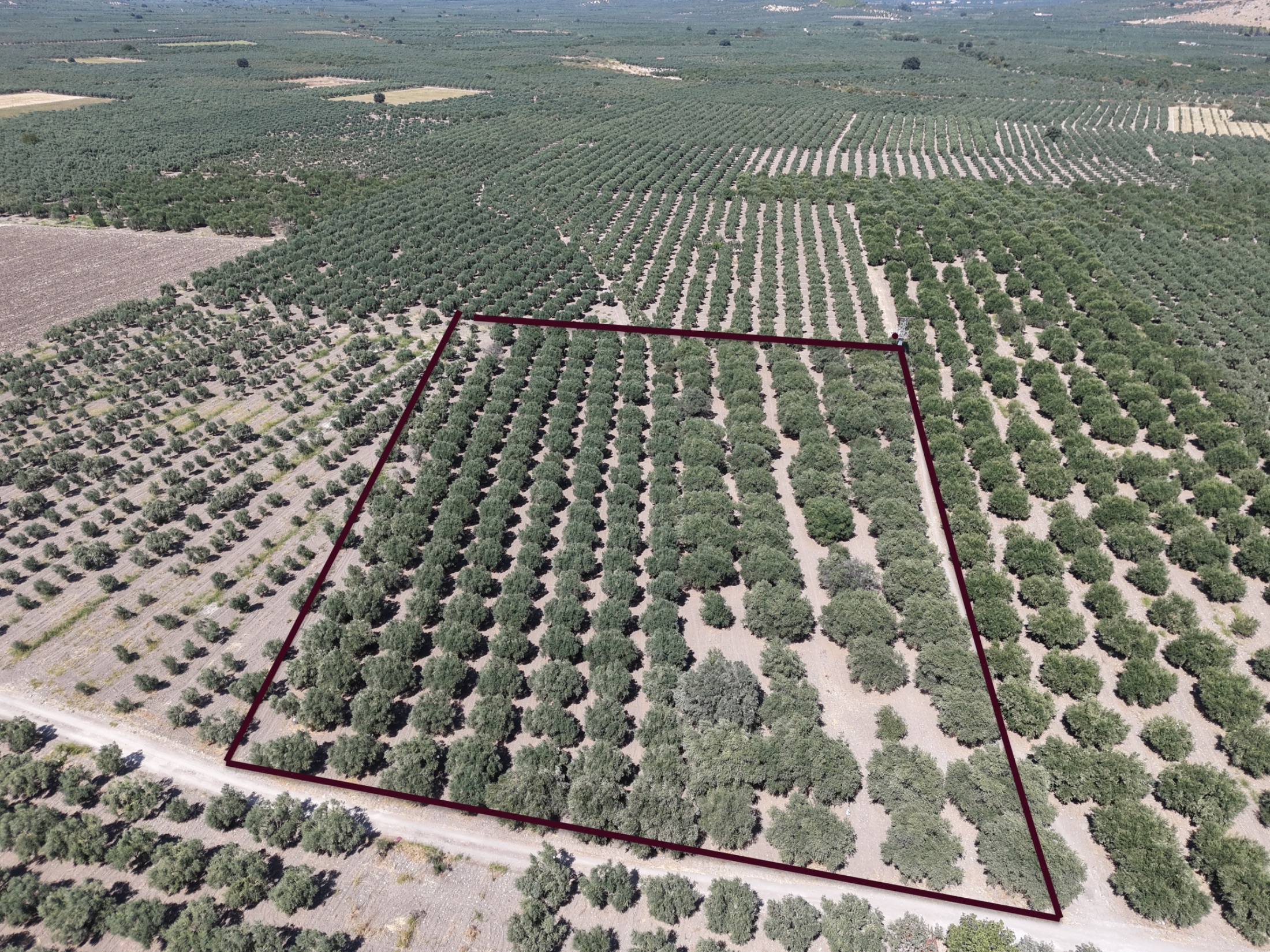 MECİDİYEDE BAKIMLI VE TAM VERİMDE 11850 M2 TEK TAPU ZEYTİNLİK 9